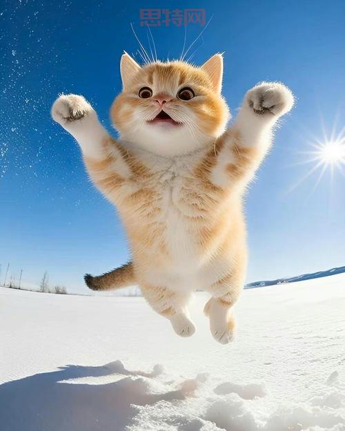猫扑炫图都看啥？各种搞笑创意图片应有尽有！