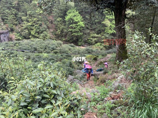 墨家村真的存在吗？带你探寻这个神秘地方的传说。