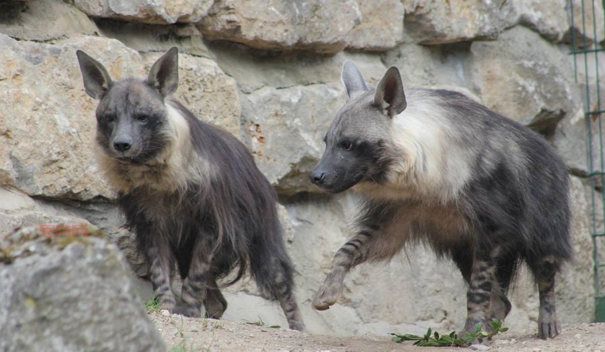 太空猴有哪些？细数那些为航天做出贡献的动物！