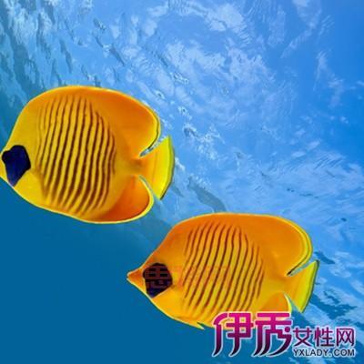 热带鱼屏保注册码失效了怎么办?教你一招解决!