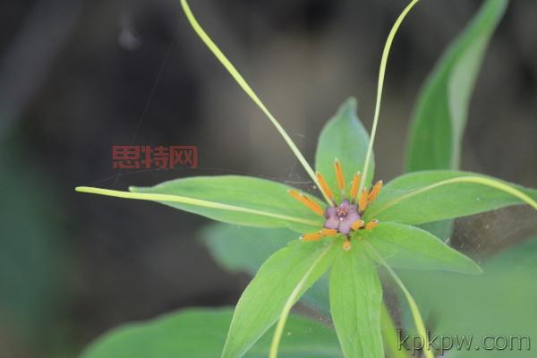 想玩云中重楼?这些常见问题解答你必须知道!