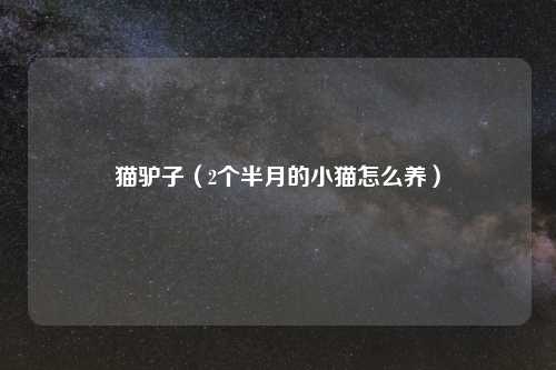 猫驴子(2个半月的小猫怎么养)