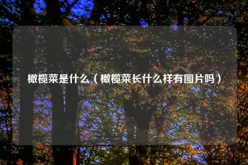 橄榄菜是什么（橄榄菜长什么样有图片吗）