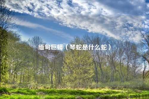缅甸巨蟒(琴蛇是什么蛇)