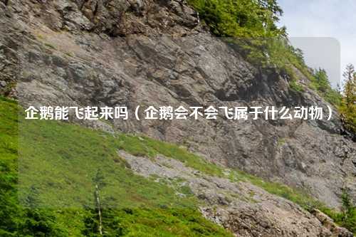 企鹅能飞起来吗(企鹅会不会飞属于什么动物)