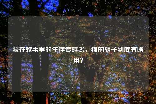 藏在软毛里的生存传感器,猫的胡子到底有啥用?
